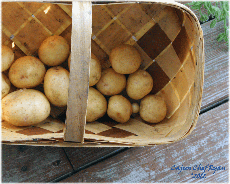 Washed Yukon Gold Potatoes